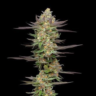 Mint Jelly Autoflower (Humboldt Seed Company) feminized
