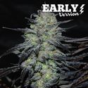 Golosa - Early Version (Delicious Seeds) feminized