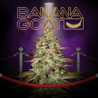 Banana GOAT (T.H. Seeds x Zamnesia Seeds) Feminized