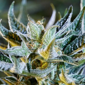 Afberry Autoflower (Purple City Genetics) feminized