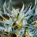 Afberry Autoflower (Purple City Genetics) feminized