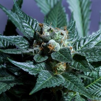 Acid Wash (Purple City Genetics) feminized