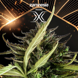 X (Zamnesia Seeds) Feminized