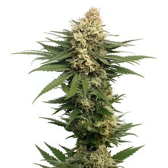 Dynamighty Autoflower (Amsterdam Genetics) feminized