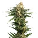 Dynamighty Autoflower (Amsterdam Genetics) feminized