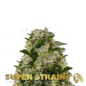 Ibiza Farmers (Super Strains) feminized