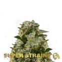 Ibiza Farmers (Super Strains) feminized