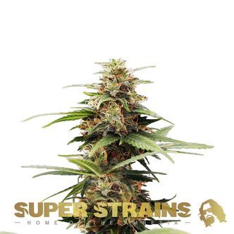 Hermana de la Noche (Super Strains) feminized