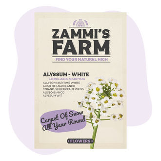 Alyssum (Lobularia maritima) Seeds