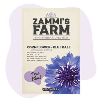 Cornflower 'Blue Ball' (Centaurea cyanus) Seeds