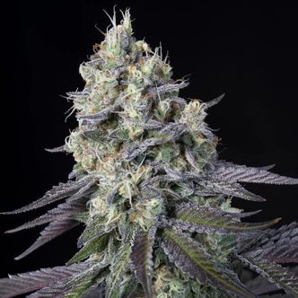 Purple Mints (Paradise Seeds) feminized