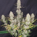 Tropicana Cookies Auto (FastBuds) feminized