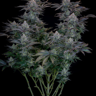 Gorilla Cookies FF (FastBuds) feminized
