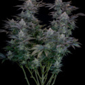 Gorilla Cookies FF (FastBuds) feminized