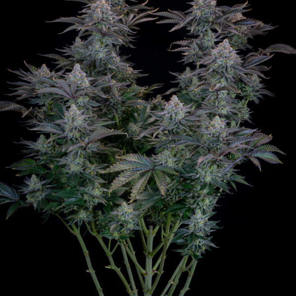 Gorilla Cookies FF (FastBuds) feminized