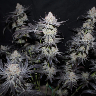 Tropicana Cookies FF (FastBuds) feminized