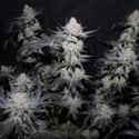 Tropicana Cookies FF (FastBuds) feminized