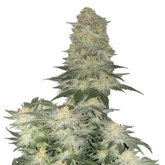 Wedding Cheesecake FF (FastBuds) feminized