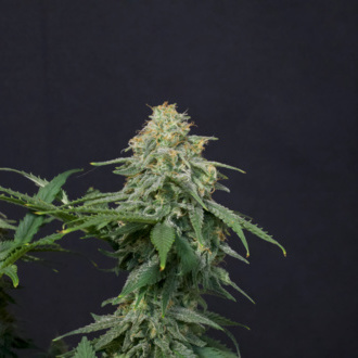 Wedding Cheesecake FF (FastBuds) feminized
