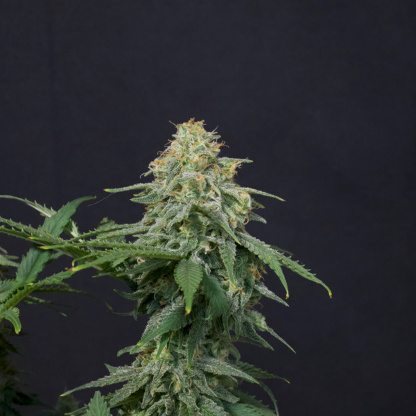 Wedding Cheesecake FF (FastBuds) feminized