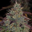 Jealousy (Zamnesia Seeds) feminized