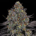 Black Orchid (Zamnesia Seeds) feminized