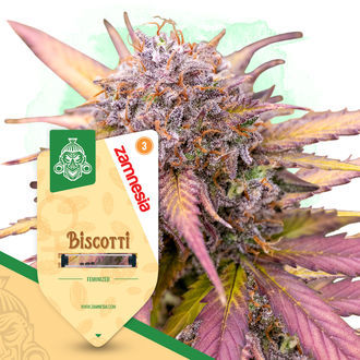 Biscotti (Zamnesia Seeds) feminized