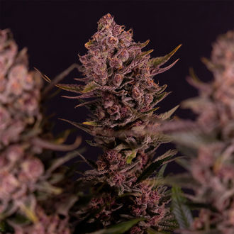 Biscotti (Zamnesia Seeds) feminized