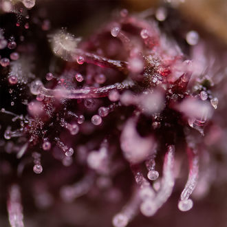 Biscotti (Zamnesia Seeds) feminized