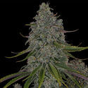 Strawberry Cough (Zamnesia Seeds) feminized