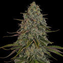 Strawberry Cough (Zamnesia Seeds) feminized