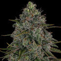 Strawberry Cough (Zamnesia Seeds) feminized