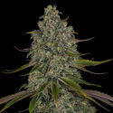 Strawberry Cough (Zamnesia Seeds) feminized