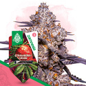Strawberry Cough (Zamnesia Seeds) feminized