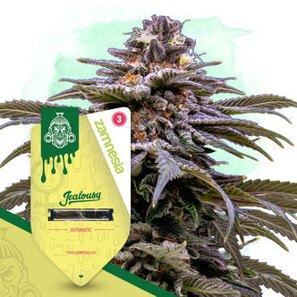 Jealousy Autoflower (Zamnesia Seeds) Feminized