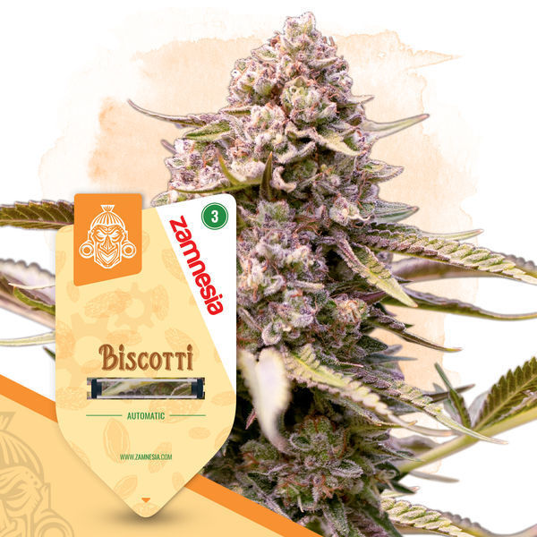 Biscotti Autoflower (Zamnesia Seeds) feminized