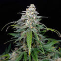 Biscotti Autoflower (Zamnesia Seeds) feminized