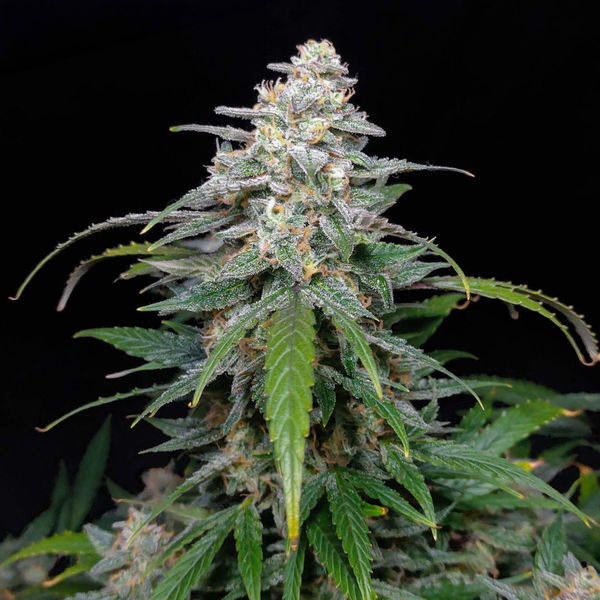 Biscotti Autoflower (Zamnesia Seeds) feminized