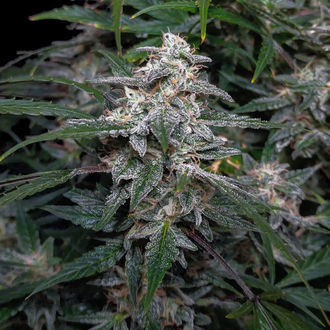 Biscotti Autoflower (Zamnesia Seeds) feminized