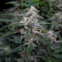 Biscotti Autoflower (Zamnesia Seeds) feminized