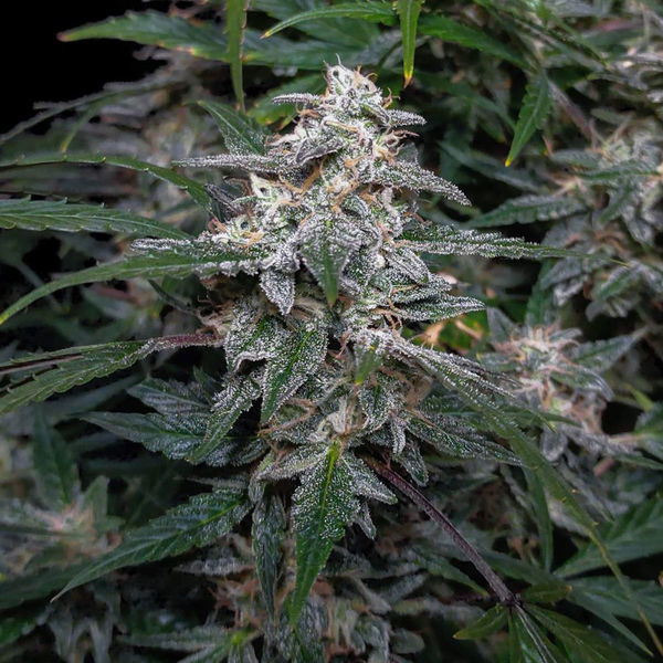 Biscotti Autoflower (Zamnesia Seeds) feminized