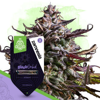 Black Orchid Autoflower (Zamnesia Seeds) feminized