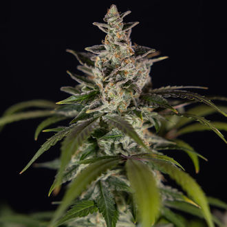Black Orchid Autoflower (Zamnesia Seeds) feminized