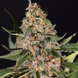 Black Orchid Autoflower (Zamnesia Seeds) feminized