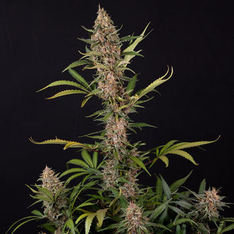 Black Orchid Autoflower (Zamnesia Seeds) feminized