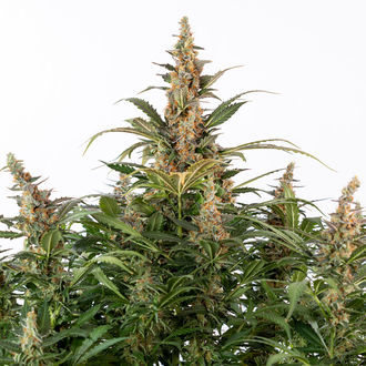 Black Orchid Autoflower (Zamnesia Seeds) feminized