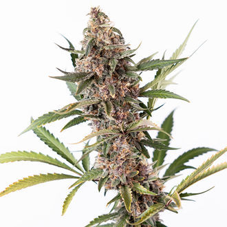 Black Orchid Autoflower (Zamnesia Seeds) feminized