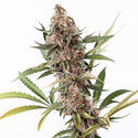 Black Orchid Autoflower (Zamnesia Seeds) feminized