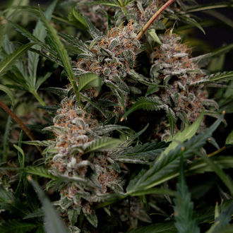 Black Orchid Autoflower (Zamnesia Seeds) feminized