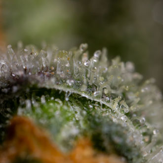 Black Orchid Autoflower (Zamnesia Seeds) feminized